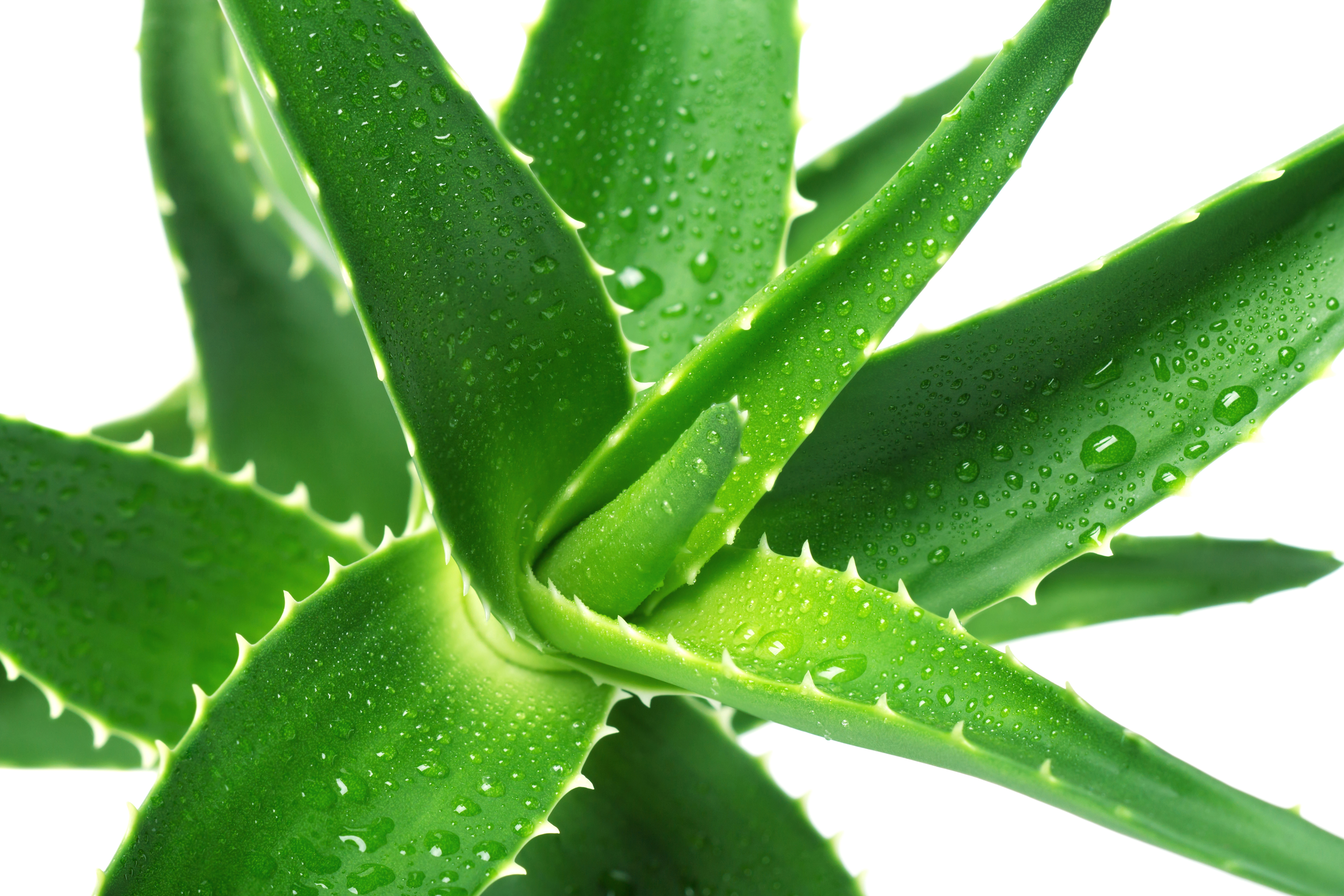 How To Get Rid Of Eczema -Aloe-Vera